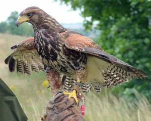 Harris Hawk