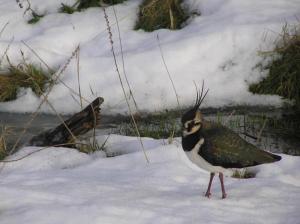 A Lapwing down the Dene