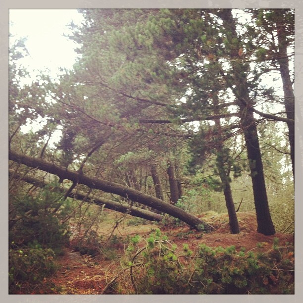 fallen trees