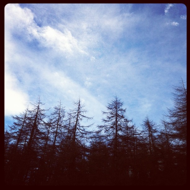 tree  top and clouds